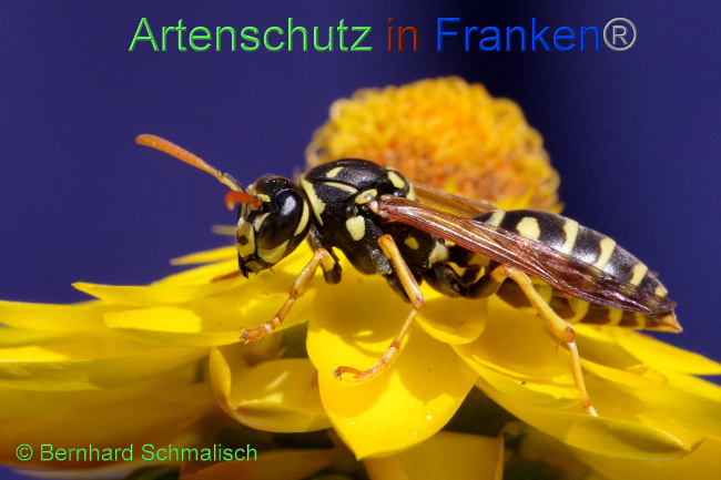 © Artenschutz in Franken® / Bernhard Schmalisch Bild zum Eintrag (1072118-160)