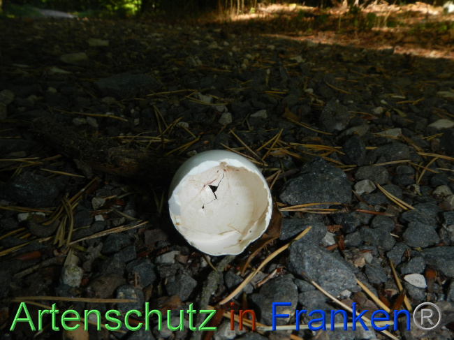 © Artenschutz in Franken® Bild zum Eintrag (1072350-160)