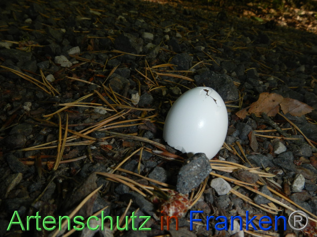 © Artenschutz in Franken® Bild zum Eintrag (1072351-160)