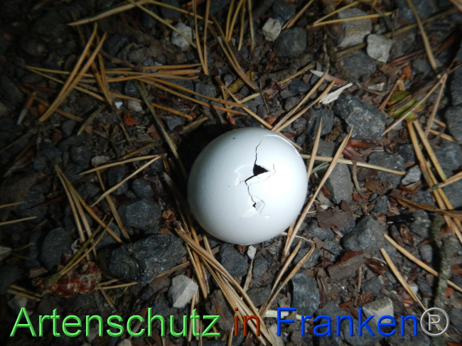 © Artenschutz in Franken® Bild zum Eintrag (1072352-160)