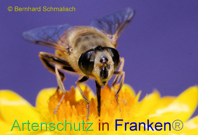 © Artenschutz in Franken® / Bernhard Schmalisch Bild zum Eintrag (1072425-160)