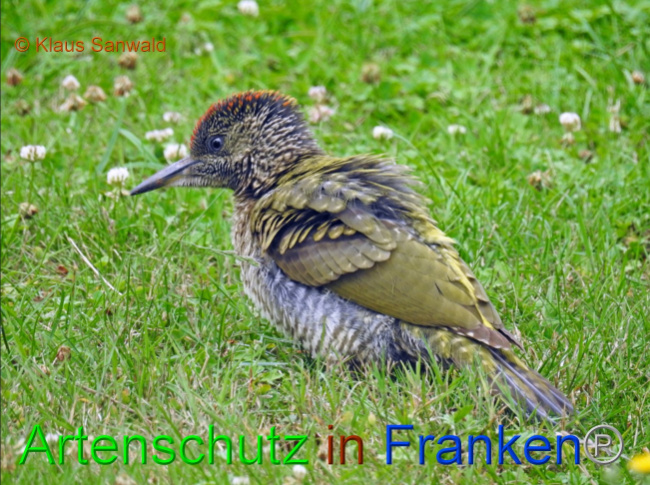 © Artenschutz in Franken® / Klaus Sanwald Bild zum Eintrag (1072443-160)