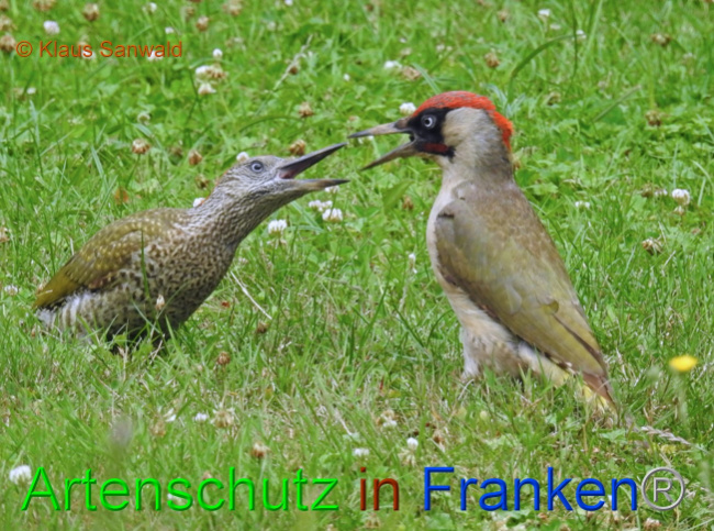 © Artenschutz in Franken® / Klaus Sanwald Bild zum Eintrag (1072444-160)