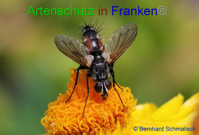 © Artenschutz in Franken® / Bernhard Schmalisch Bild zum Eintrag (1072604-160)