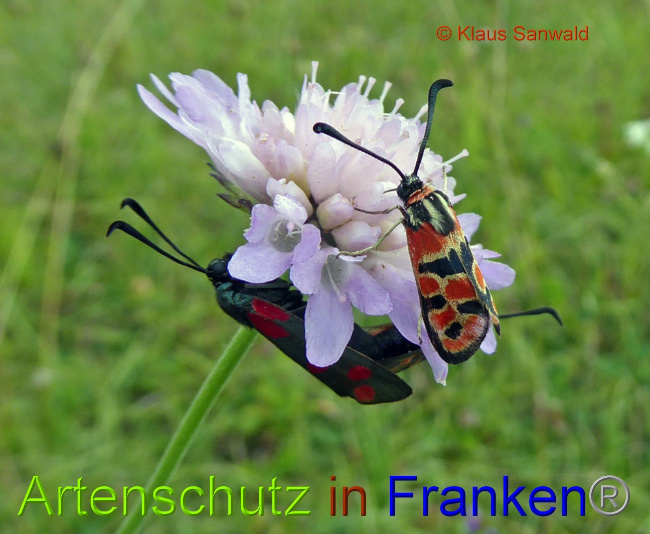 Bild zum Eintrag (1072753-160)