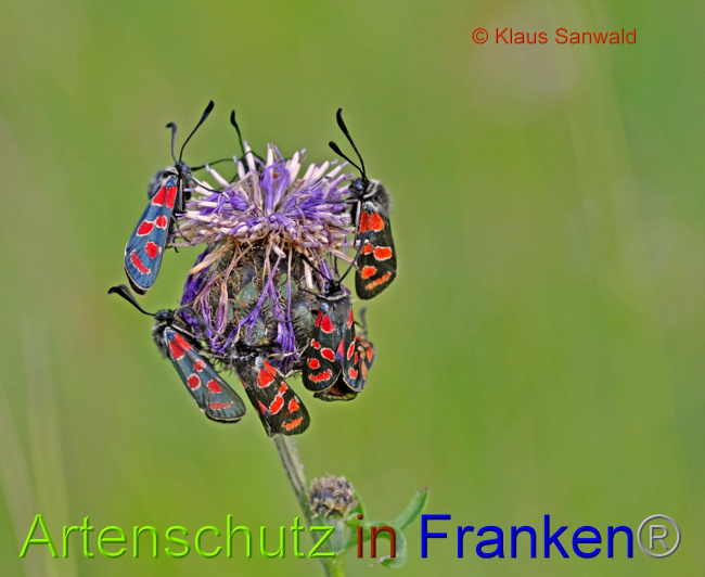Bild zum Eintrag (1072756-160)