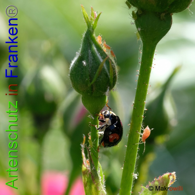 © Artenschutz in Franken® / Makrowilli Bild zum Eintrag (1072786-160)