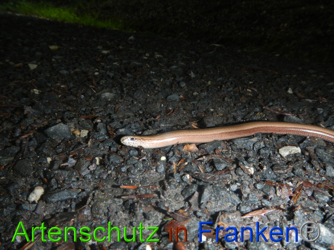 © Artenschutz in Franken® Bild zum Eintrag (1072911-160)