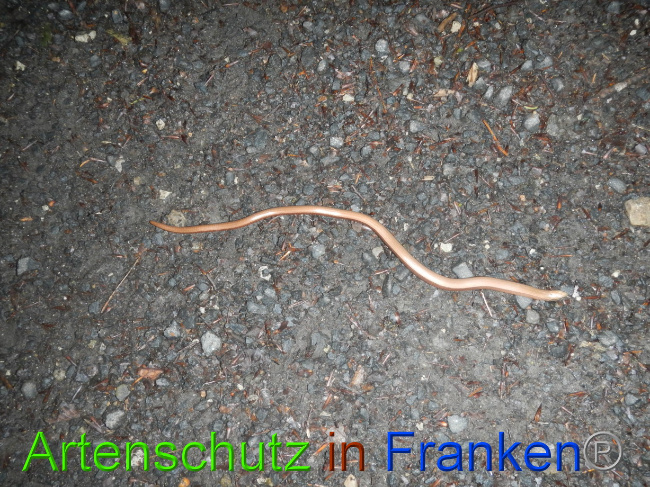 © Artenschutz in Franken® Bild zum Eintrag (1072914-160)