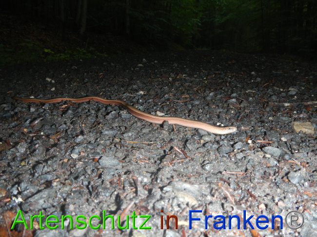© Artenschutz in Franken® Bild zum Eintrag (1072919-160)