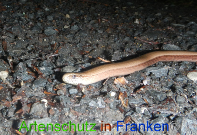 © Artenschutz in Franken® Bild zum Eintrag (1072920-160)