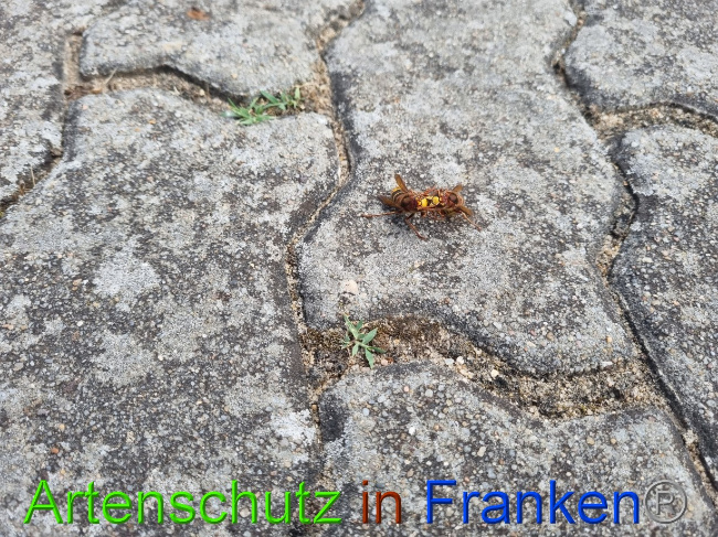 © Artenschutz in Franken® Bild zum Eintrag (1072943-160)