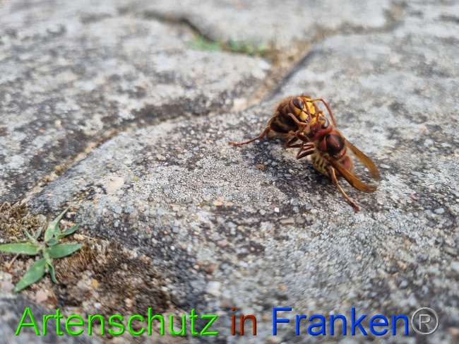 © Artenschutz in Franken® Bild zum Eintrag (1072947-160)