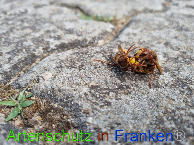 © Artenschutz in Franken® Bild zum Eintrag (1072948-160)