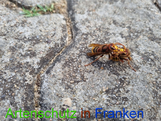© Artenschutz in Franken® Bild zum Eintrag (1072949-160)