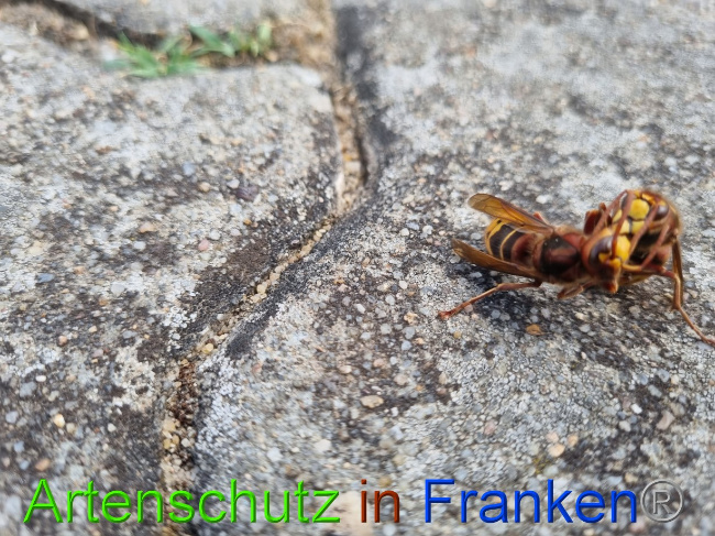 © Artenschutz in Franken® Bild zum Eintrag (1072951-160)
