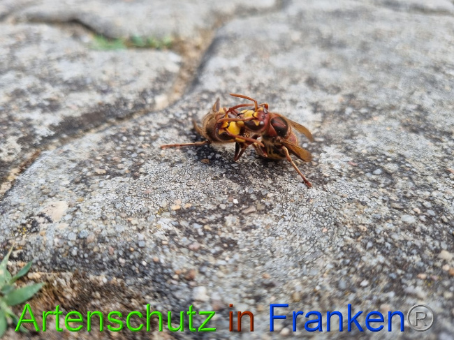 © Artenschutz in Franken® Bild zum Eintrag (1072952-160)