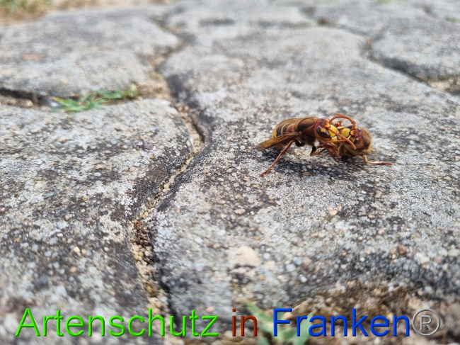 © Artenschutz in Franken® Bild zum Eintrag (1072953-160)