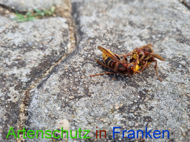 © Artenschutz in Franken® Bild zum Eintrag (1072956-160)