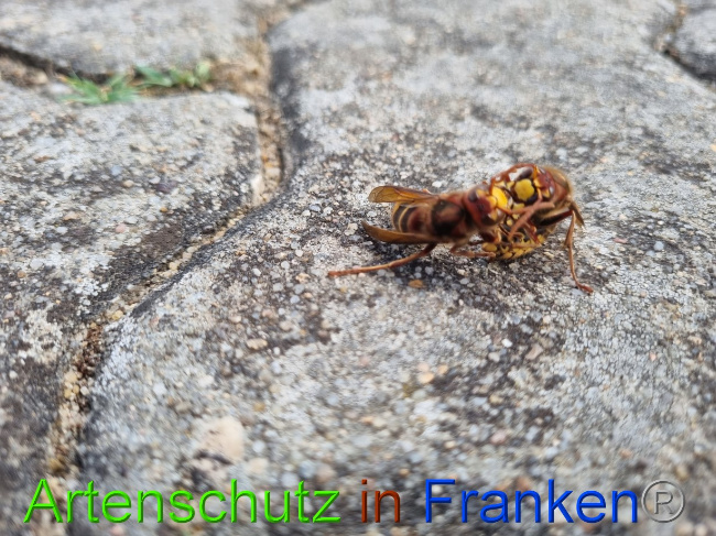 © Artenschutz in Franken® Bild zum Eintrag (1072958-160)