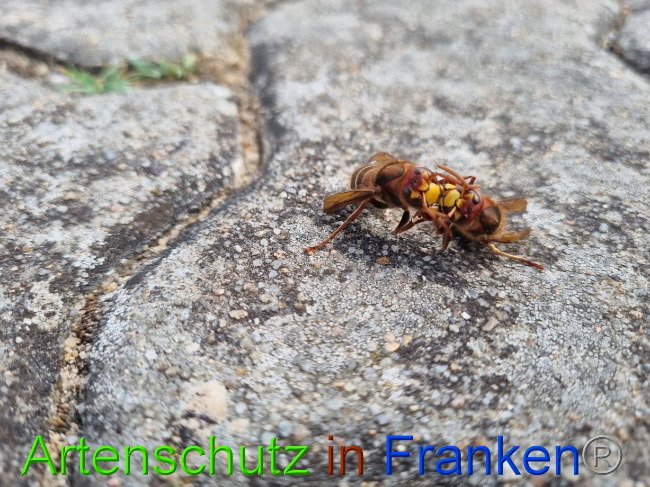 © Artenschutz in Franken® Bild zum Eintrag (1072959-160)