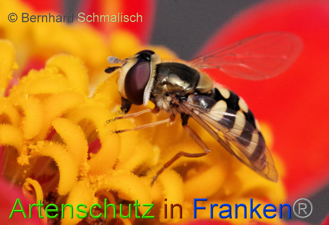 Bild zum Eintrag (1073014-160)