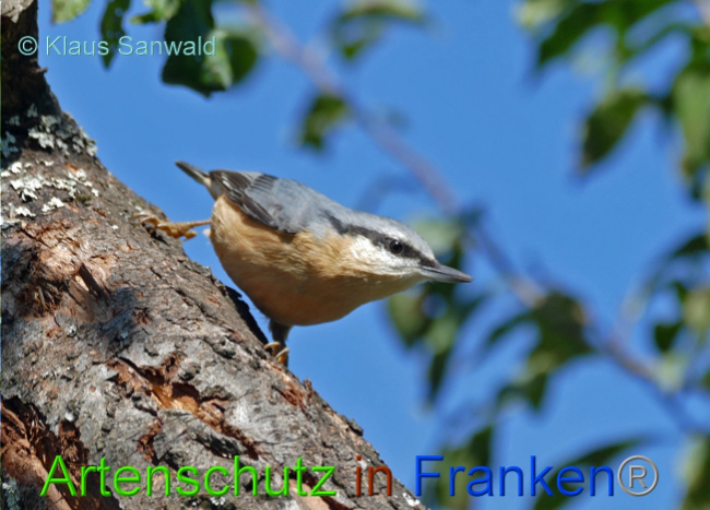 © Artenschutz in Franken® / Klaus Sanwald Bild zum Eintrag (1073032-160)