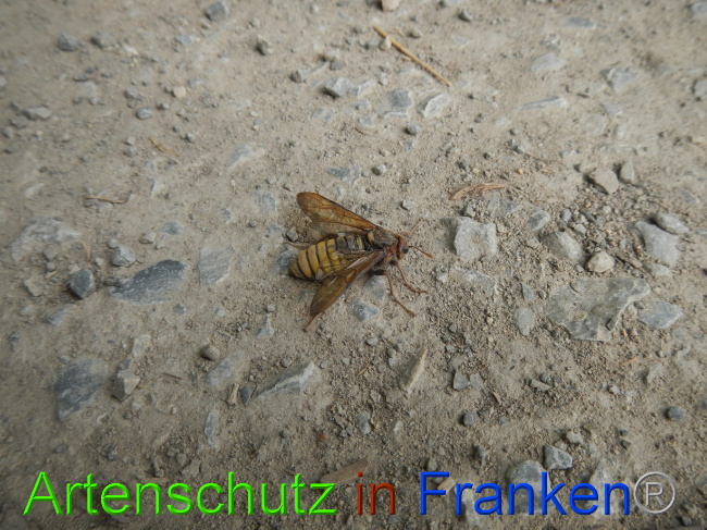 © Artenschutz in Franken® Bild zum Eintrag (1073041-160)