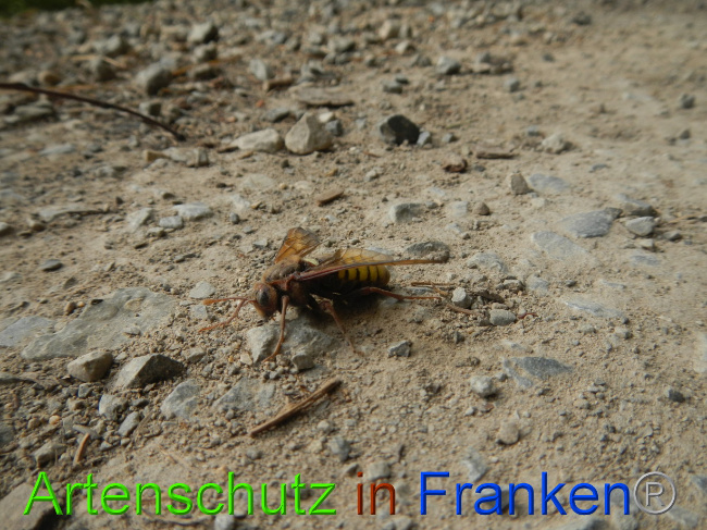 © Artenschutz in Franken® Bild zum Eintrag (1073042-160)