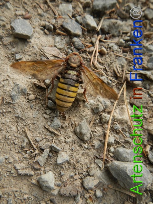 © Artenschutz in Franken® Bild zum Eintrag (1073044-160)