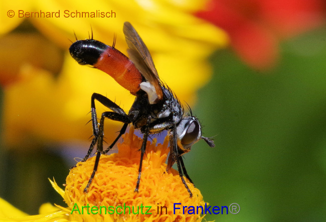 © Artenschutz in Franken® / Bernhard Schmalisch Bild zum Eintrag (1073191-160)