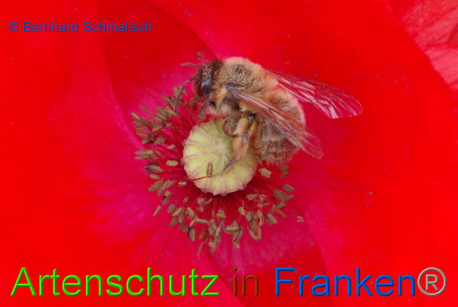 © Artenschutz in Franken® Bernhard Schmalisch Bild zum Eintrag (1073283-160)