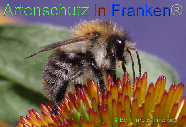 © Artenschutz in Franken® / Bernhard Schmalisch Bild zum Eintrag (1073285-160)