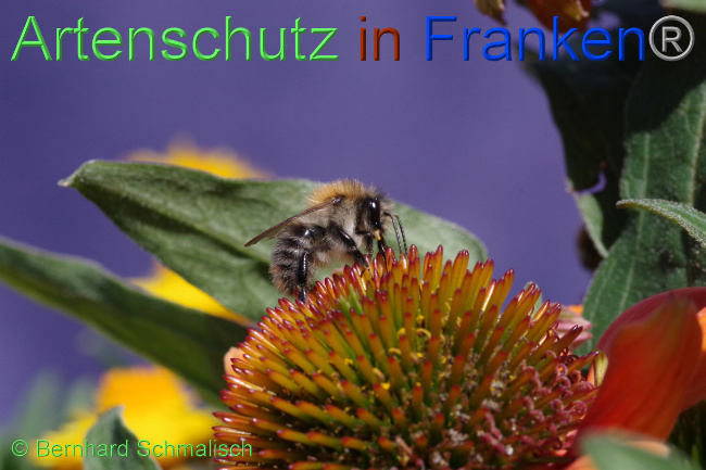 © Artenschutz in Franken® / Bernhard Schmalisch Bild zum Eintrag (1073286-160)
