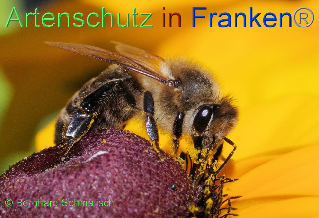 © Artenschutz in Franken® / Bernhard Schmalisch Bild zum Eintrag (1073296-160)