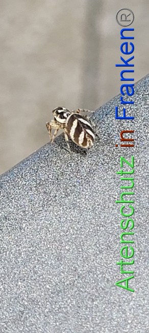© Artenschutz in Franken® / Volkmar Greb Bild zum Eintrag (1073368-160)