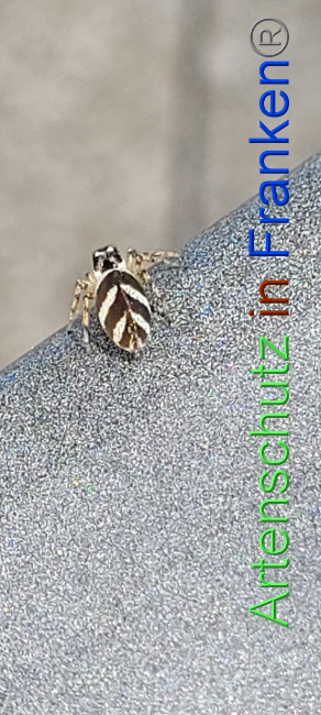 © Artenschutz in Franken® / Volkmar Greb Bild zum Eintrag (1073369-160)