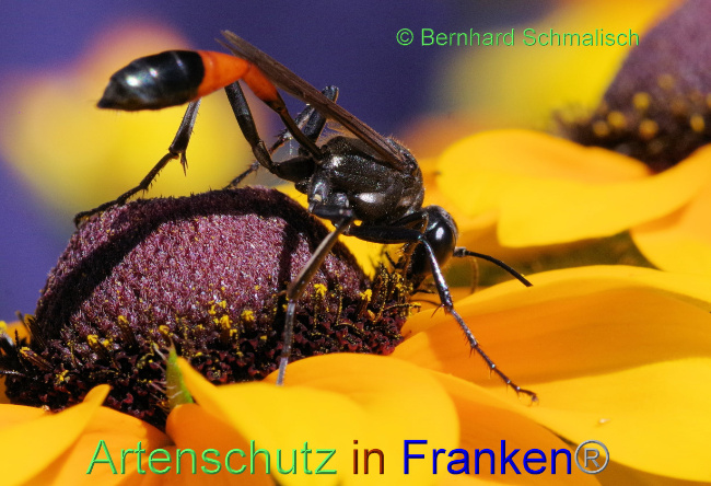 © Artenschutz in Franken® / Bernhard Schmalisch Bild zum Eintrag (1073408-160)