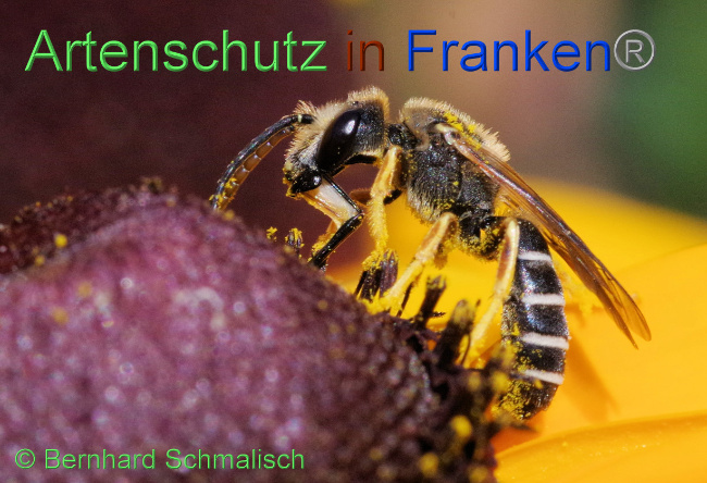 © Artenschutz in Franken® / Bernhard Schmalisch Bild zum Eintrag (1073527-160)