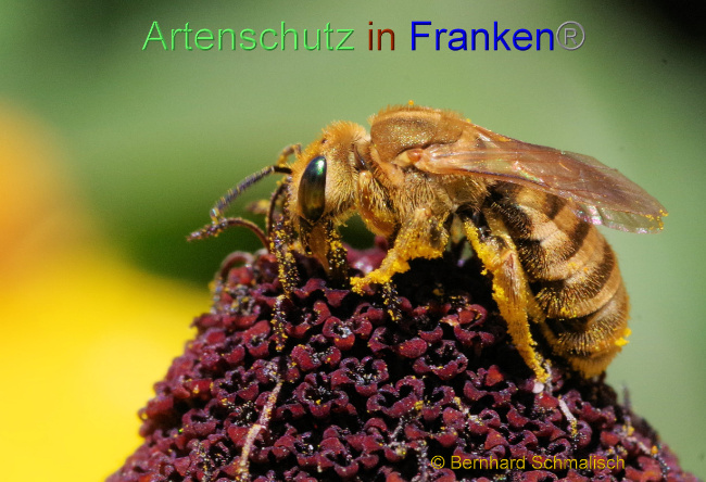 © Artenschutz in Franken® / Bernhard Schmalisch Bild zum Eintrag (1073574-160)