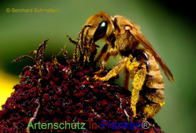 © Artenschutz in Franken® / Bernhard Schmalisch Bild zum Eintrag (1073575-160)
