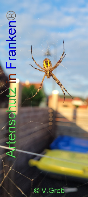 © Artenschutz in Franken® / Volkmar Greb Bild zum Eintrag (1073709-160)