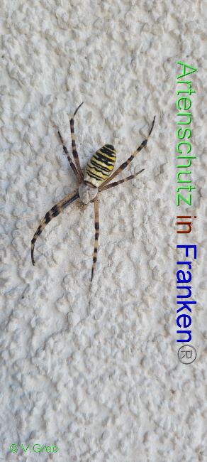 © Artenschutz in Franken® / Volkmar Greb Bild zum Eintrag (1073715-160)