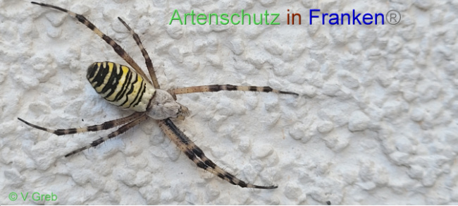 © Artenschutz in Franken® / Volkmar Greb Bild zum Eintrag (1073720-160)