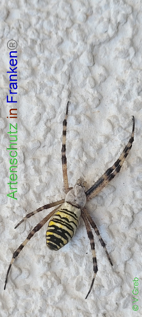 © Artenschutz in Franken® / Volkmar Greb Bild zum Eintrag (1073722-160)