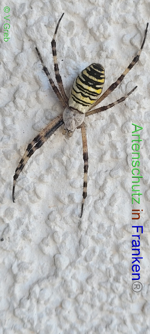 © Artenschutz in Franken® Bild zum Eintrag (1073723-160)