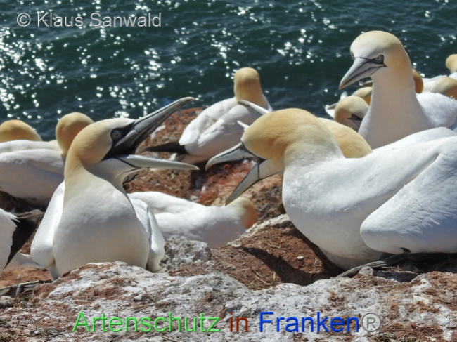 © Artenschutz in Franken® / Klaus Sanwald Bild zum Eintrag (1073876-160)