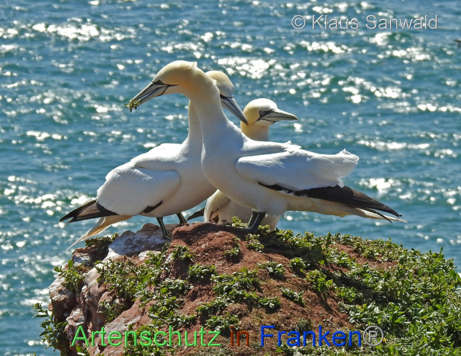 © Artenschutz in Franken® / Klaus Sanwald Bild zum Eintrag (1073877-160)