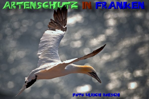 Copyright AiS- Ulrich Rösch Bild zum Eintrag (1073878-160)