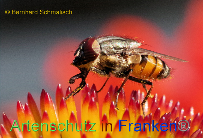 © Artenschutz in Franken® / Bernhard Schmalisch Bild zum Eintrag (1074319-160)